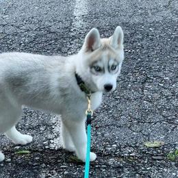 Siberian Husky Puppies from Stoli Siberians