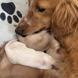 Dachshunds and French Bulldogs from Slash O Kennels