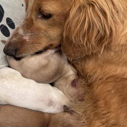 Dachshunds and French Bulldogs from Slash O Kennels