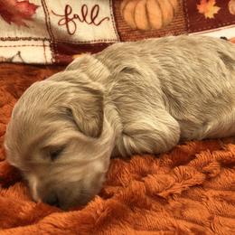 Pink - Apricot female Goldendoodle puppy in Medina, Ohio from Farmer Doodles