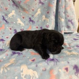 Red Collar - Black female Cane Corso puppy in Paris, Texas from Knucklehead Cane Corso