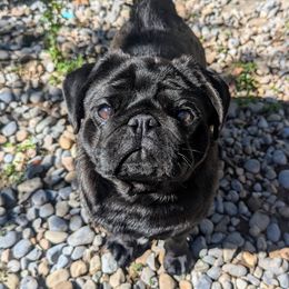 Ryker - Pug