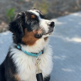 Rio (blue collar) - Black tri-color Australian Shepherd puppy in Franktown, Colorado from Double NB Livestock LLC