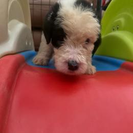 Blue - Gray and white male Old English Sheepdog puppy in Iowa from Midwest Puppy Paws