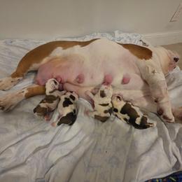Boy2 - Red and white male Bulldog puppy in Cheshire, Connecticut from Absolut Bulldogs