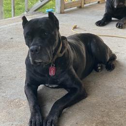 Capri - Cane Corso