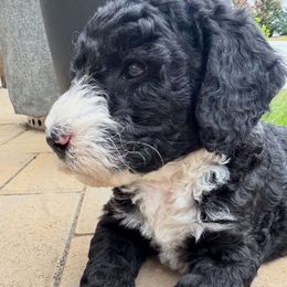 Kai - male Australian Mountain Doodle puppy in Claremont, North Carolina from Magnolia Grove Farms
