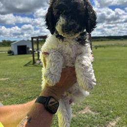 Poppi - White male Poodle puppy in Hillman, Minnesota from Granite Valley Poodles