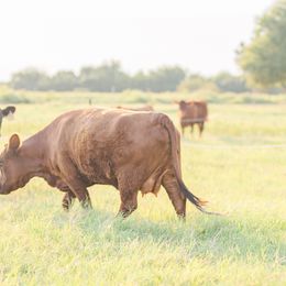 Australian Shepherds from Dos Lobos Ranch, LLC