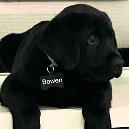 Labrador Retriever puppies from Laurie & Joe's Labs