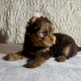 Rose - Chocolate and tan female Yorkshire Terrier puppy in Kennesaw, Georgia from Georgia Yorkies