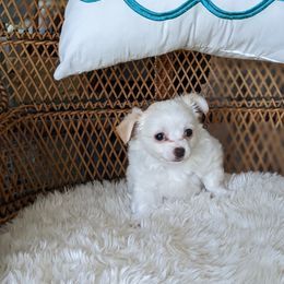 Chihuahua Puppies from Pampered Chihuahuas