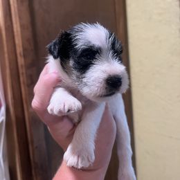 Bindy's Girl - Parti female Miniature Schnauzer puppy in Hickory Grove, South Carolina from Oopsie Doodles