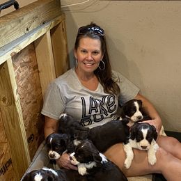 English Springer Spaniel Puppies from English Springer Spaniels at Lands Lodge