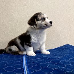 Tinsel - Blue merle and white male American Corgi puppy in Temple, Texas from Silver Moon Cardigan Corgis