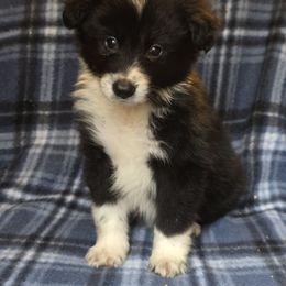 Ghost - Black and white male Border Collie puppy in East Brady, Pennsylvania from Riverwood