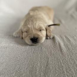 Golden Retriever Puppies from Columbia Ridge Goldens
