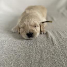 Golden Retriever Puppies from Columbia Ridge Goldens