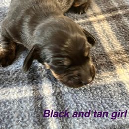 Girl 1 - Brindle female Dachshund puppy in Massachusetts from Honey Bee Dachshunds