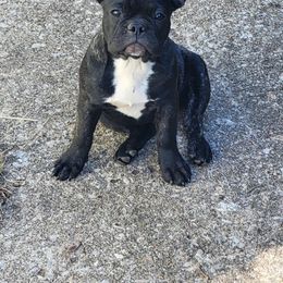 Squirt - Brindle French Bulldog puppy in Missouri from Ricki's French Bulldogs