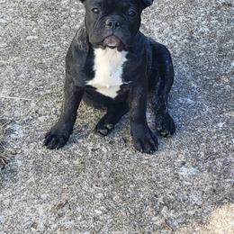 Squirt - Brindle French Bulldog puppy in Missouri from Ricki's French Bulldogs