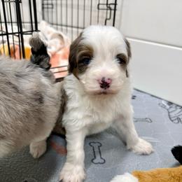 Wilson - Blue merle male Aussiedoodle puppy in Heber City, Utah from Junipersdoodles