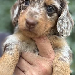 Liza - Chocolate and tan female Dachshund puppy in Call, Texas from Dachshund D’Amore