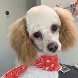 CRYSTAL - Poodle