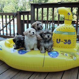 Golden Retrievers and Havanese from Starrdust Goldens and Havanese