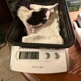 Spirit - Piebald male Dachshund puppy in Irving, Texas from DFW Dachshunds by G & S