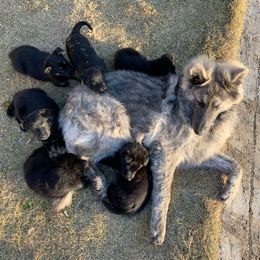 German Shepherd Puppies from Scenic Creek German Shepherds