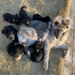 German Shepherd Puppies from Scenic Creek German Shepherds