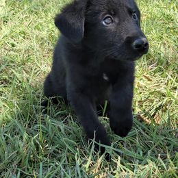 German Shepherd Puppies from Bryan German Shepherds