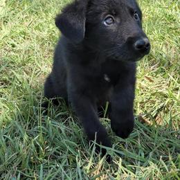 German Shepherd Puppies from Bryan German Shepherds