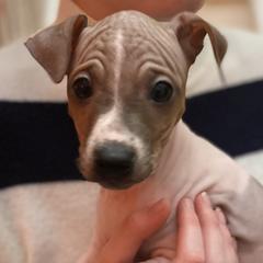 Pine - American Hairless Terrier puppy from Make-It-Neiked Pups