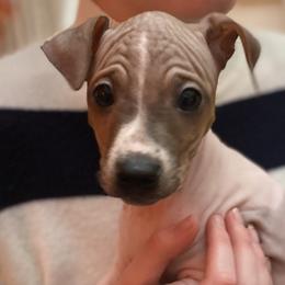 Pine - American Hairless Terrier puppy from Make-It-Neiked Pups