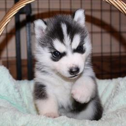 Pikachu - Black and white female Siberian Husky puppy in Le Sueur, Minnesota from Tevana Siberians LLC