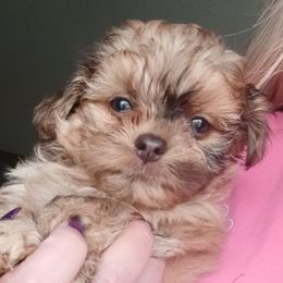 Aussiedoodles, Bernedoodles, Shihpoos, and Shih Tzus from Route 66 Poodles & Doodles, Sapphire Shih-tzu's of Ohio