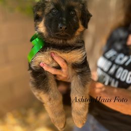 "Green girl, Khaleesi vom Schonwasser (2022)" German Shepherd Puppies from Schonwasser Shepherds