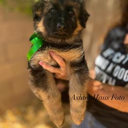 "Green girl, Khaleesi vom Schonwasser (2022)" German Shepherd Puppies from Schonwasser Shepherds