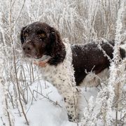 Kleine Munsterlander All Grown Up from Gould Hunting Dogs