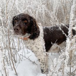 Kleine Munsterlander All Grown Up from Gould Hunting Dogs