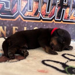 B2 - Black and mahogany male Rottweiler puppy in Grand Rapids, Michigan from Rott-Squad Kennels