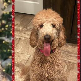 Aussiedoodles and Poodles from VanStory Poodles & Doodles