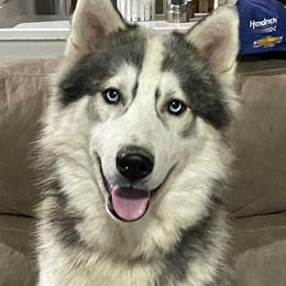 Luca - Siberian Husky