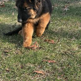German Shepherd Puppies from Golden Ridge