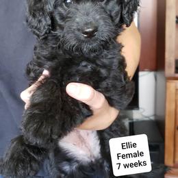 Goldendoodle Puppies from Stormie's Doodles