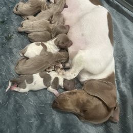 Dachshund Puppies from JnA Dachshunds