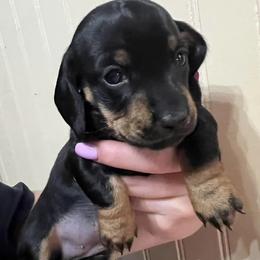 Dachshunds from Wallace Dachshunds