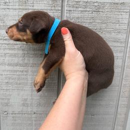 Snickers - Red and rust male Doberman Pinscher puppy in Ludowici, Georgia from Royal Destiny Kennels